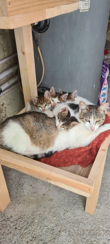Pisoi jucăuși își cauta casa