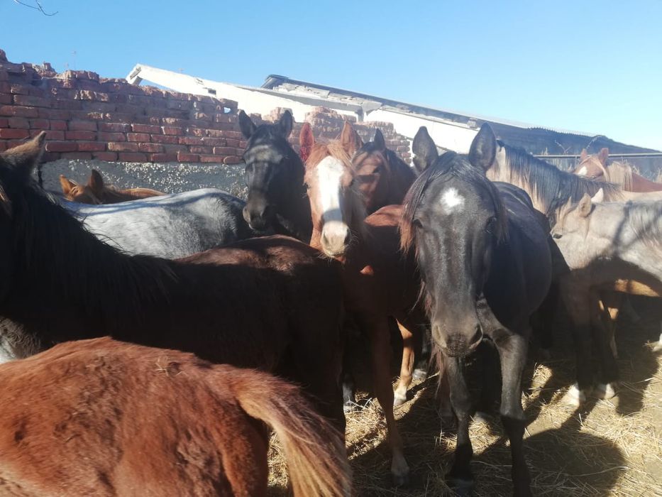 Кобыла с жеребёнком