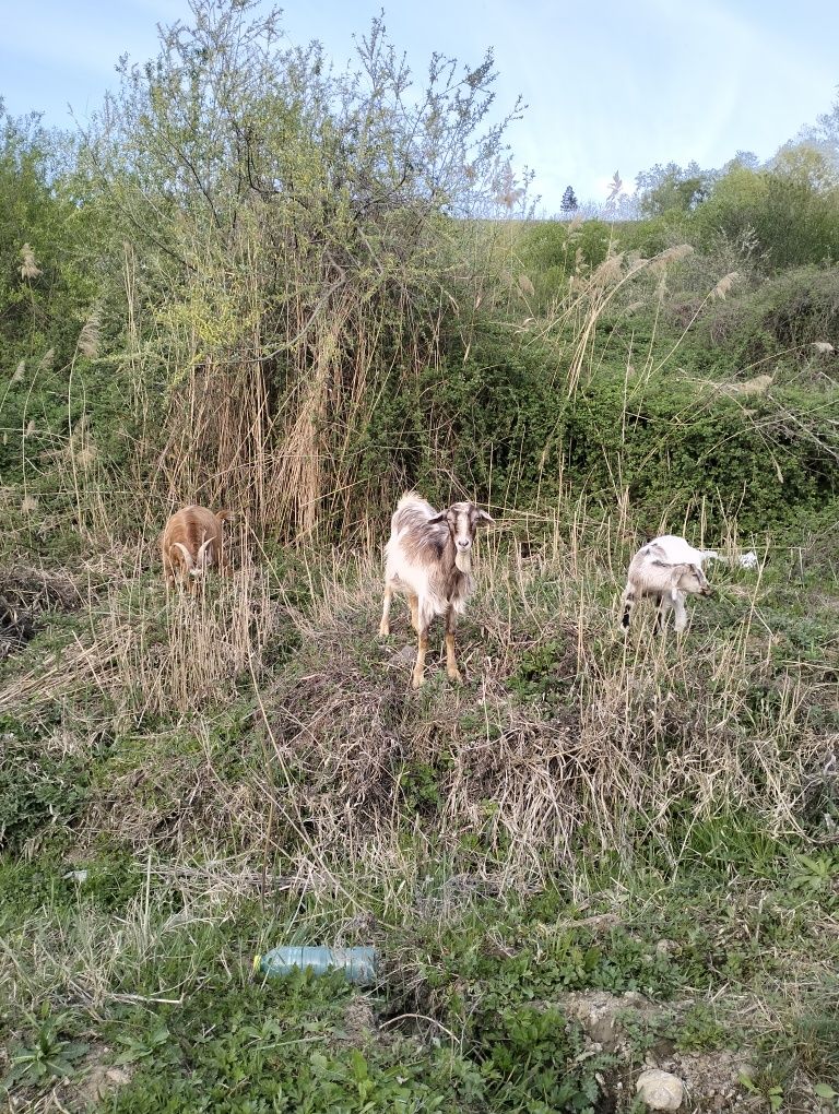 Capre și iezi de vanzare