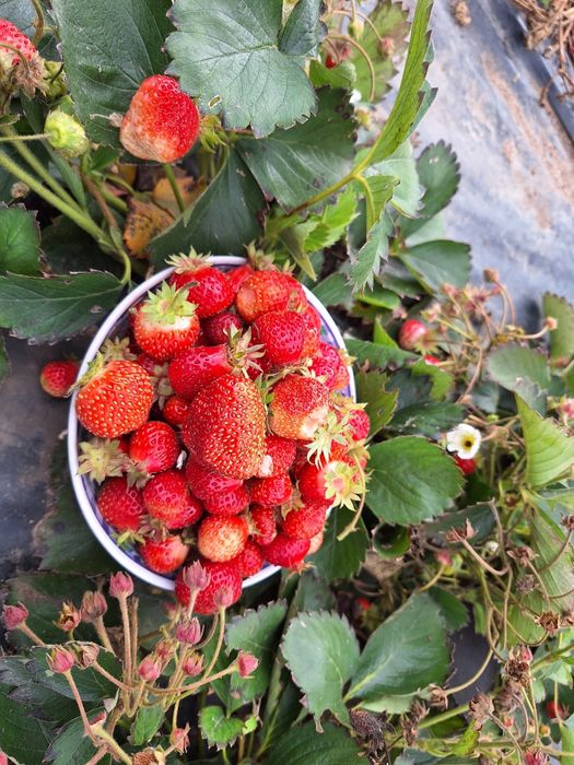 Продам дачу в Сортировке, общество Ромашка