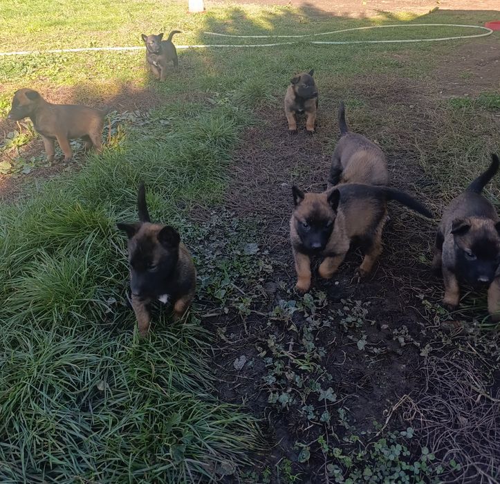 Чистокръвни малки белгийски овчарки Малинуа малионис