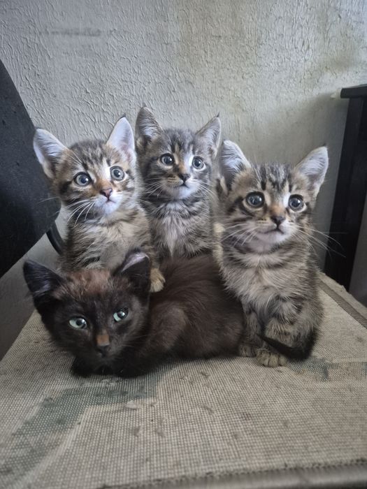 Котята отдам в добрые руки