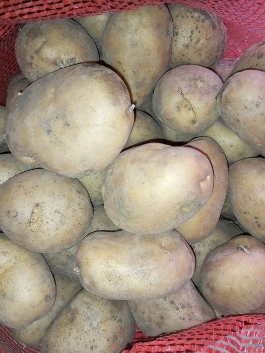 Продам картофель домашний