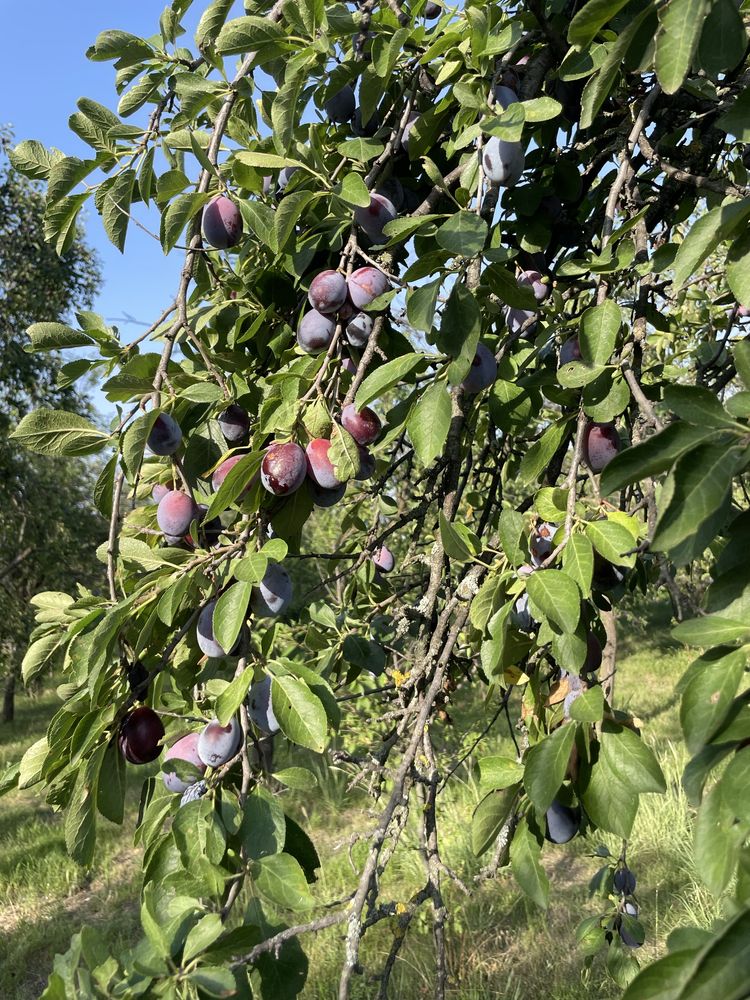 Vand prune rosii pentru tuică