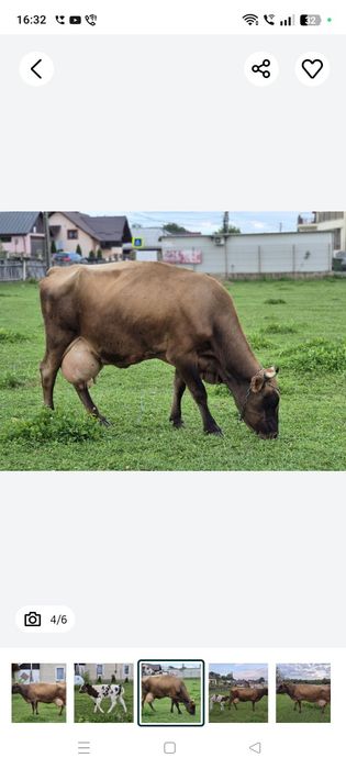 De vânzare vaca bruna cu lapte