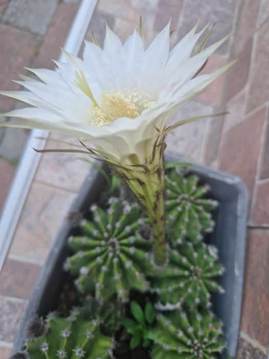 Cactuși cu  flori, ghiveci și pământ