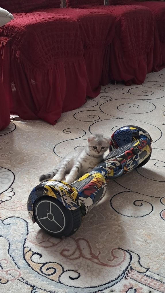 продам милого котенка