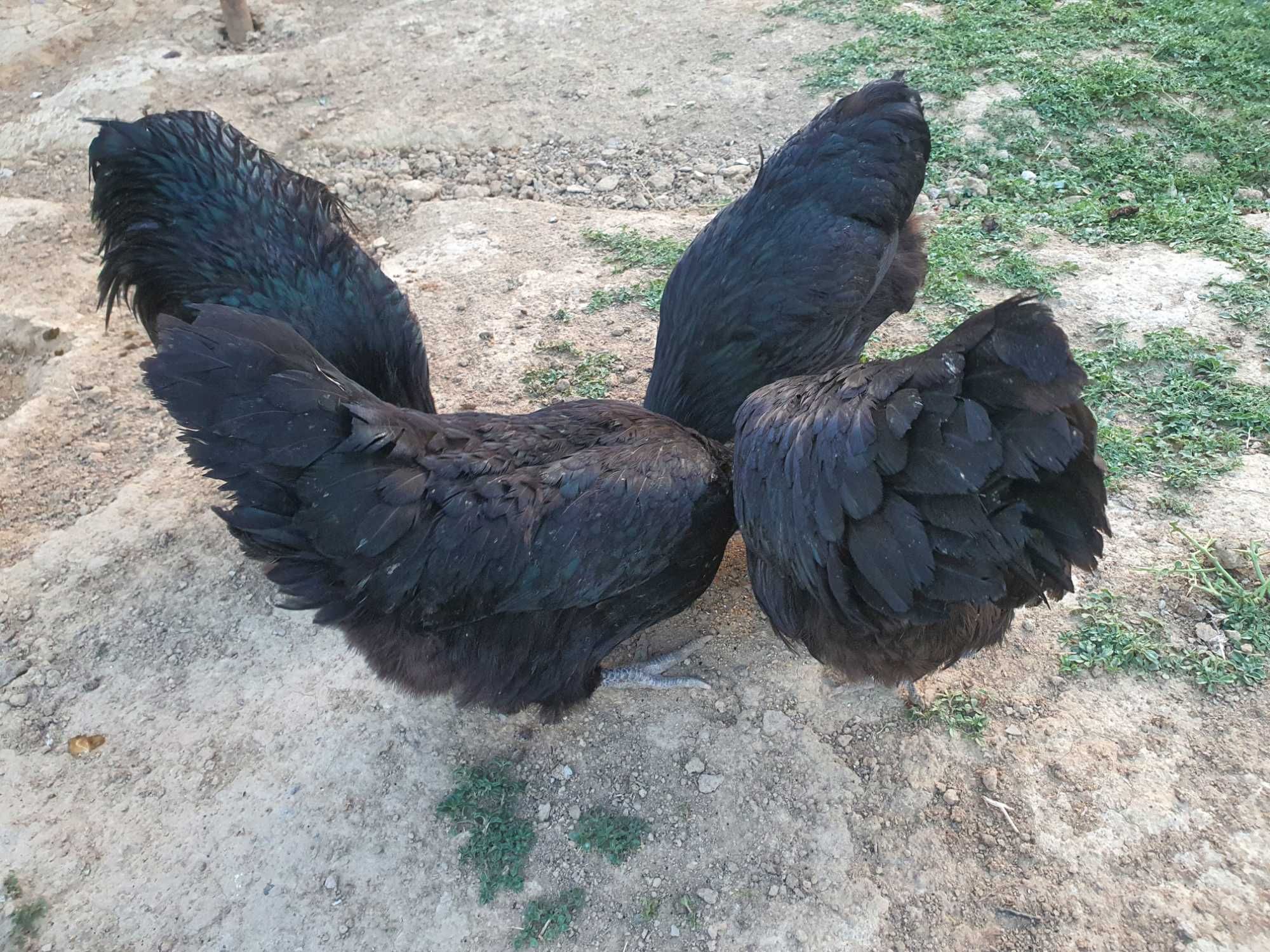 Qora Avstralorp jo'jalari sotiladi 24 kunlik