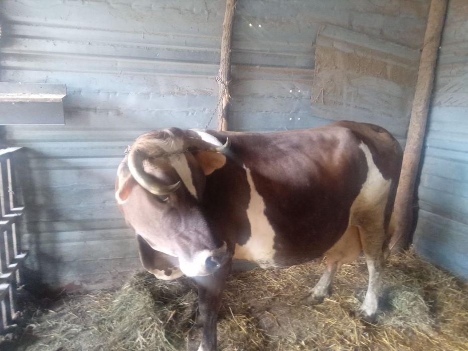Vaca Bălțată romaneasca