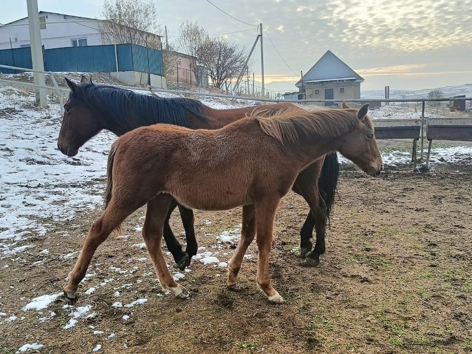 Жабагы еркек полу кровный