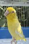 Mascul Forpus Coelestis