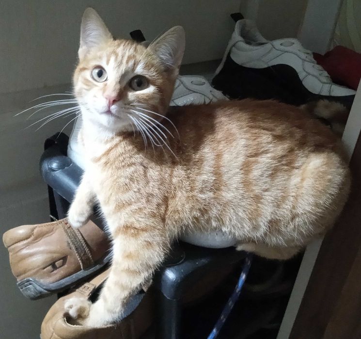 Три малки котенца.заедно или поотделно