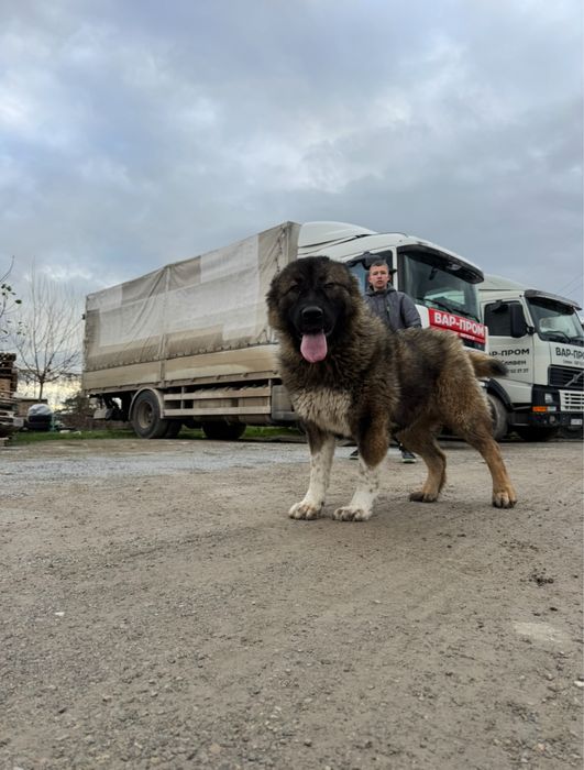 Продава кавказки овчарки