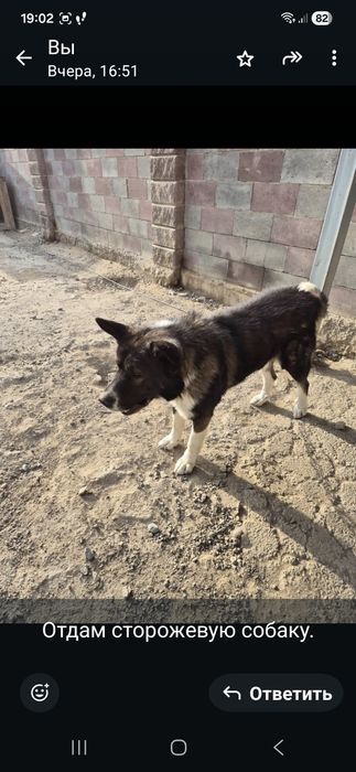 Отдам собаку сторожевую