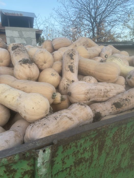 Тиква матилда 0.60