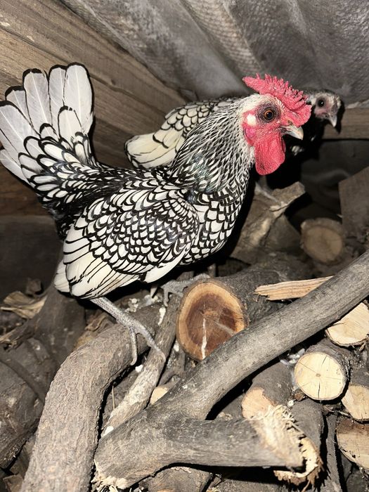 Perechi sebright argintiu