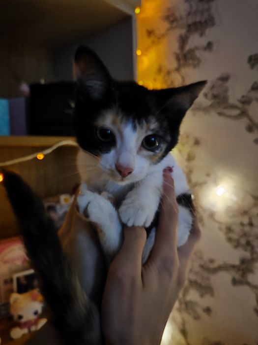 Милая кошечка ищет дом