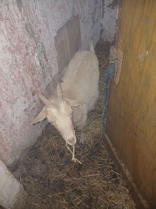 Vând capre sau schimb cu oi gestante