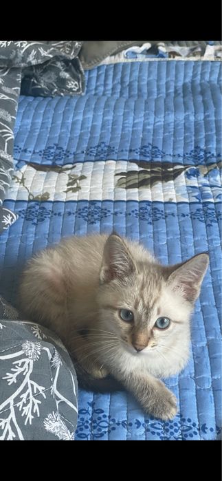 Отдам В добрые руки кота