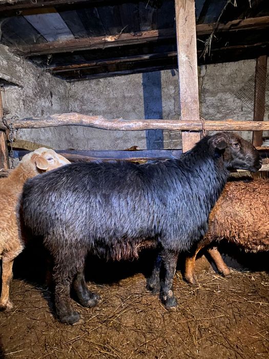 Эдильбай Кошкар,баран,кочкар,еркек сатам