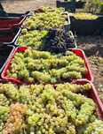 Vand struguri de vin