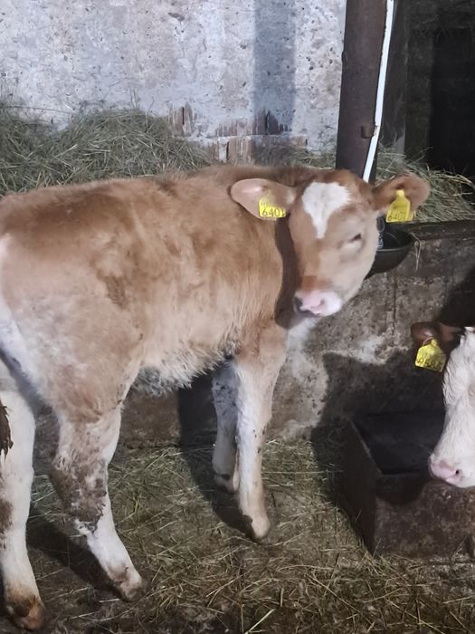 Vitea de 10 saptămâni întărcată