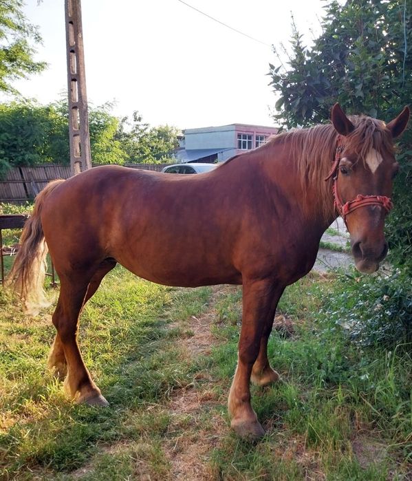 Cai de vanzare.Doua iepe frumoase ,ingrijite si iubite.