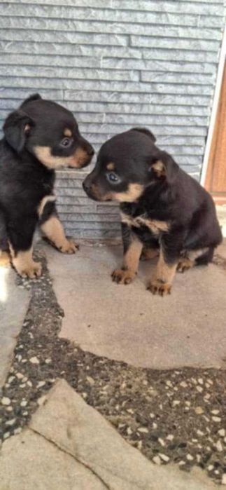 Продавам пинчери женски много игриви