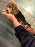 Pui beagle superb