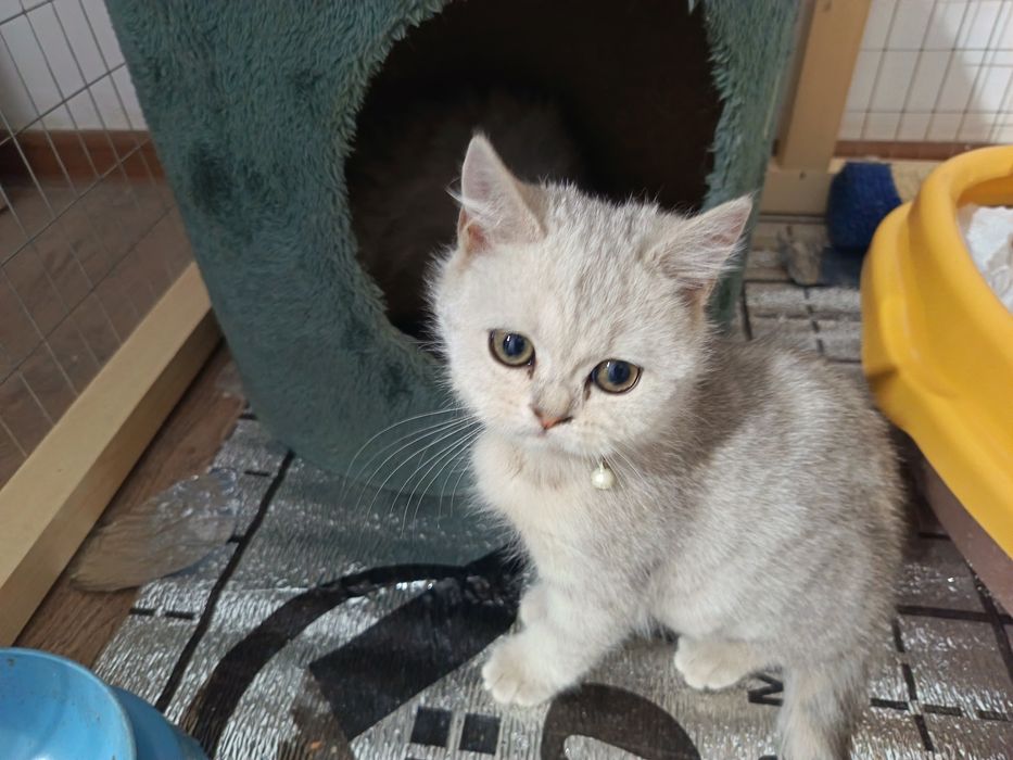 Slever shinshila mushuk.Серебристая шиншилла