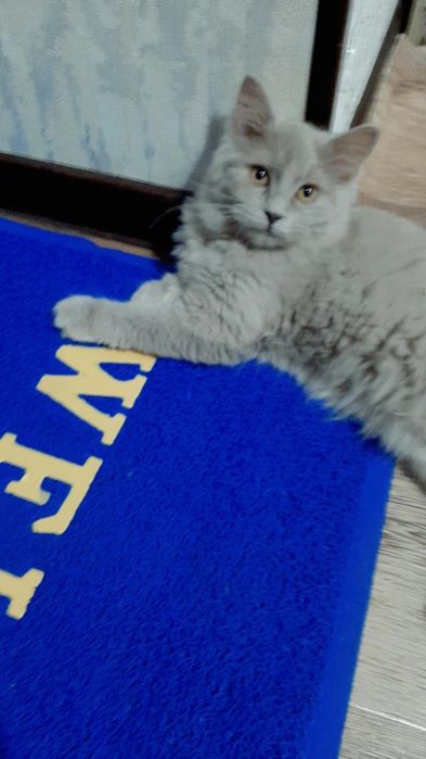 Зотдор киз мушукча сотилоди