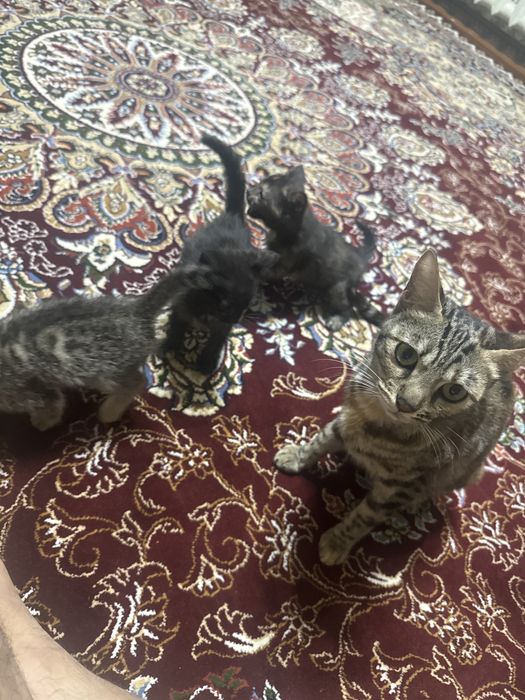 Яхши мушуклар тоза яхши қўлларга берилади