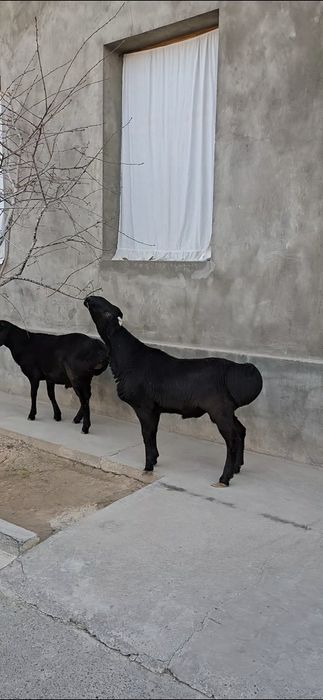 Qo‘zi qo‘chqorlar sotiladi.