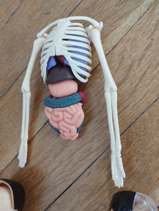 Образователна анатомична фигура - Човешко тяло 3D, 29.5см