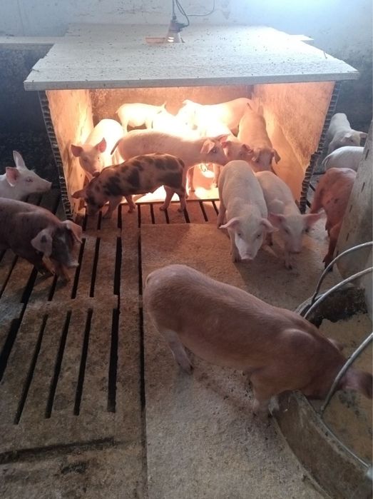 Отбити малки прасета