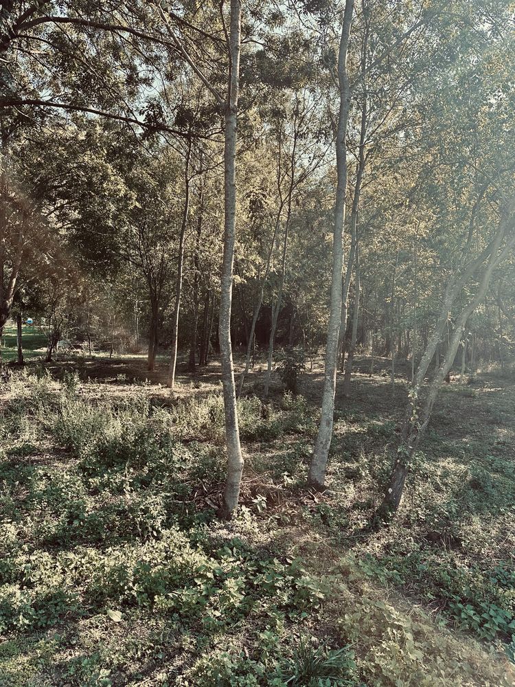 Teren de vanzare intravilan