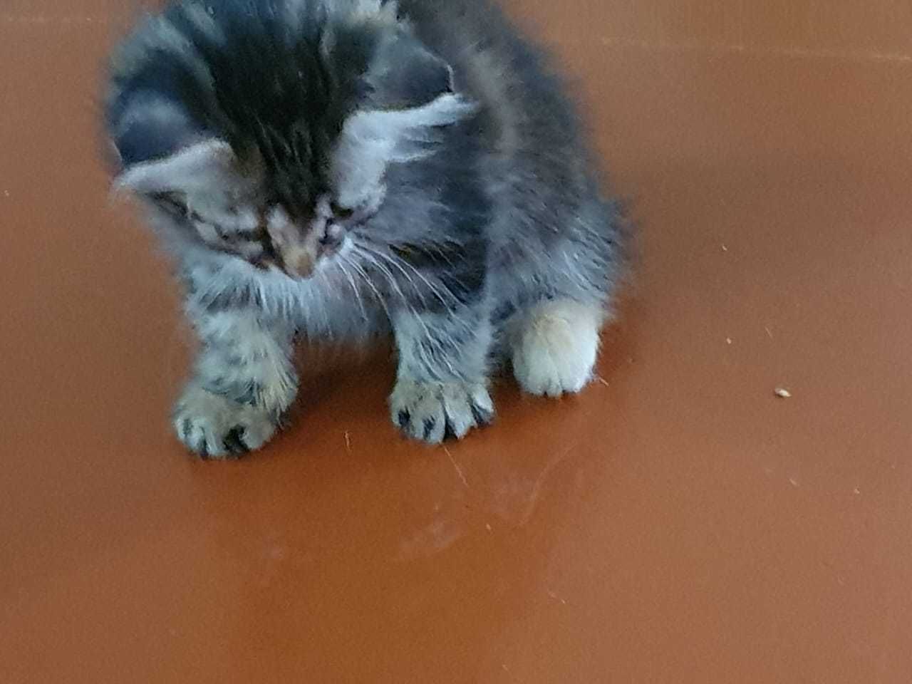 Котята домашние . Бесплатно .