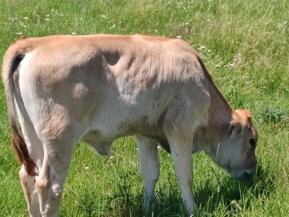De vânzare vițea