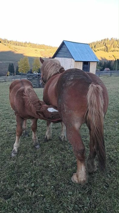 Vând iapă gestantă