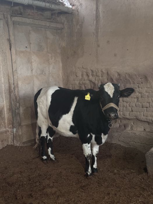 2ta tanalar sotiladi