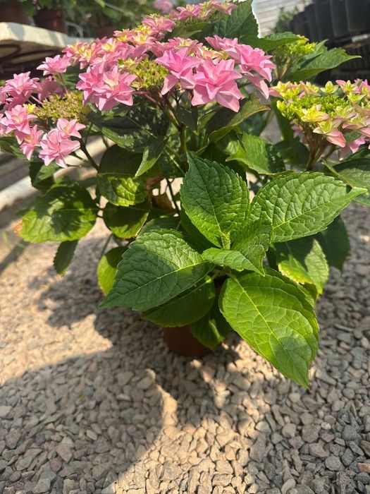 Продаем гортензии в горшках – напрямую с плантации! 

Ищете красивые