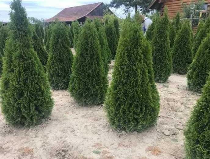 Plante ornamentale de efect pentru grădini impresionante