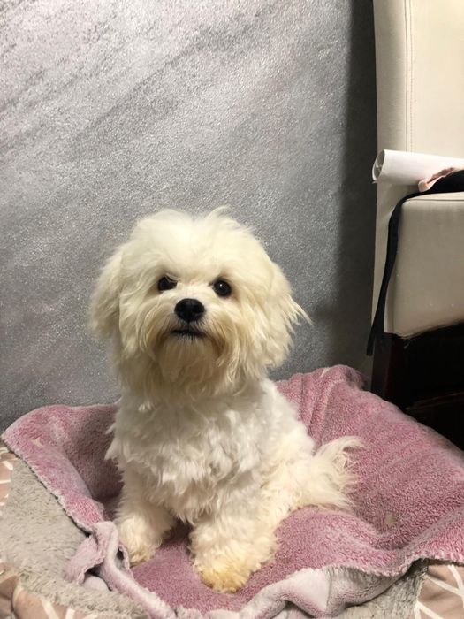 Cățeluș din rasa Bichon Frise, Mascul