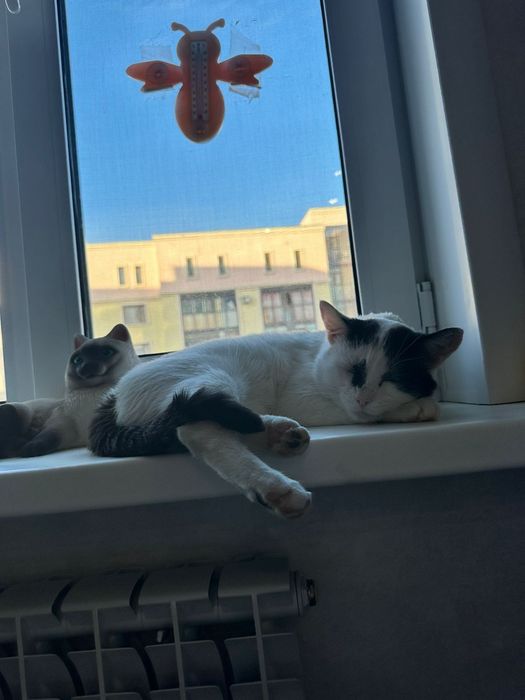 Котик ищет дом и любящих хозяев