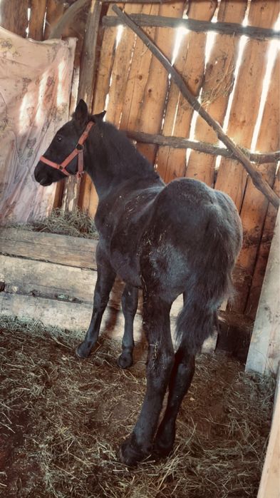 Vand sau schimb manza de 6 luni