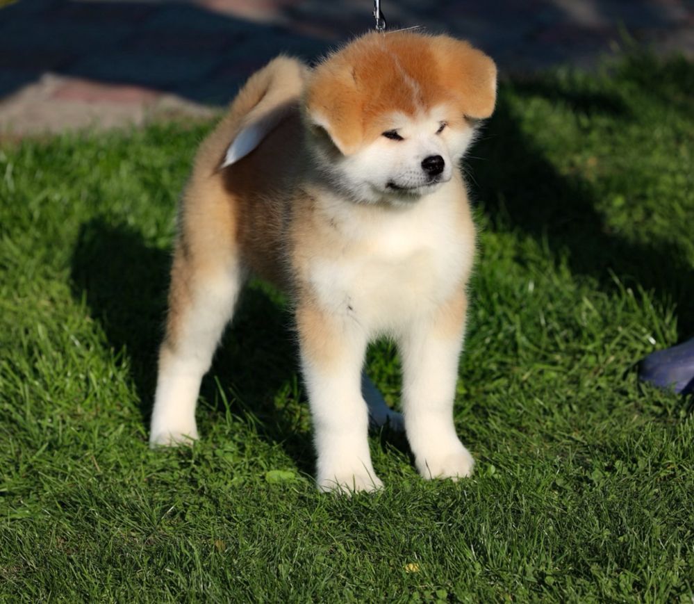 Akita Inu Japonez