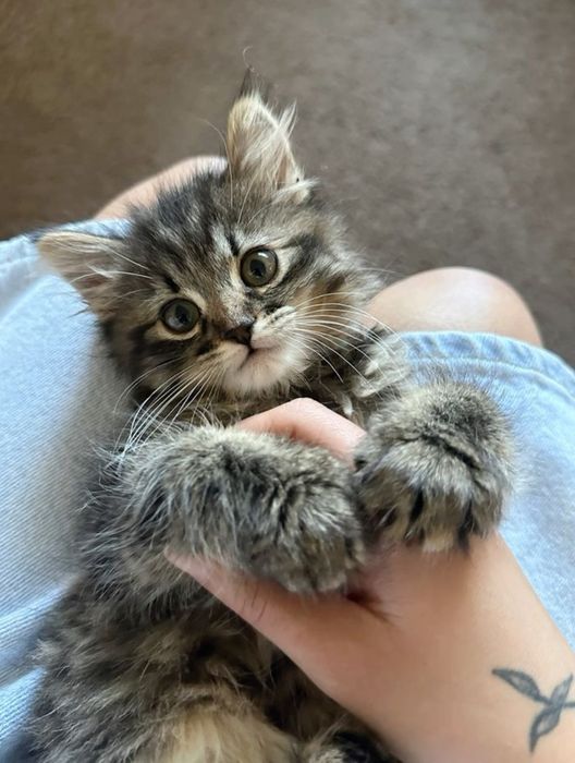 Siberiana de pădure