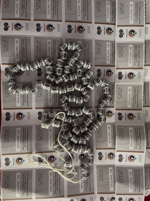 Inele porumbei FCI 2025