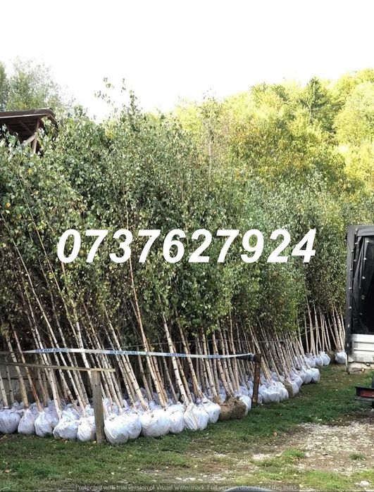 Plante Foioase: Tei, Arțar, Carpen | Drept de Refuz la Primire