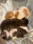 Ofer spre adoptie 3 pui de pisica